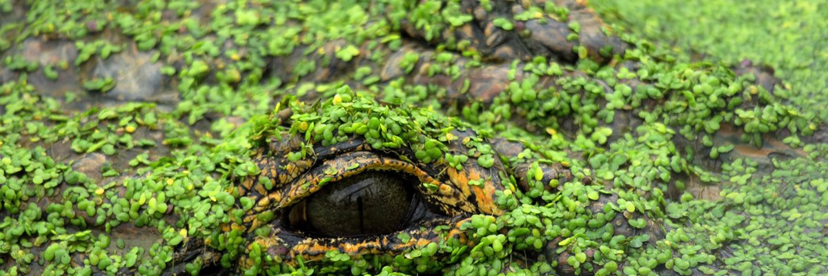 Freedom Florida, Free America banner