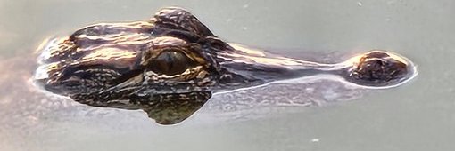 Brenda Patten banner