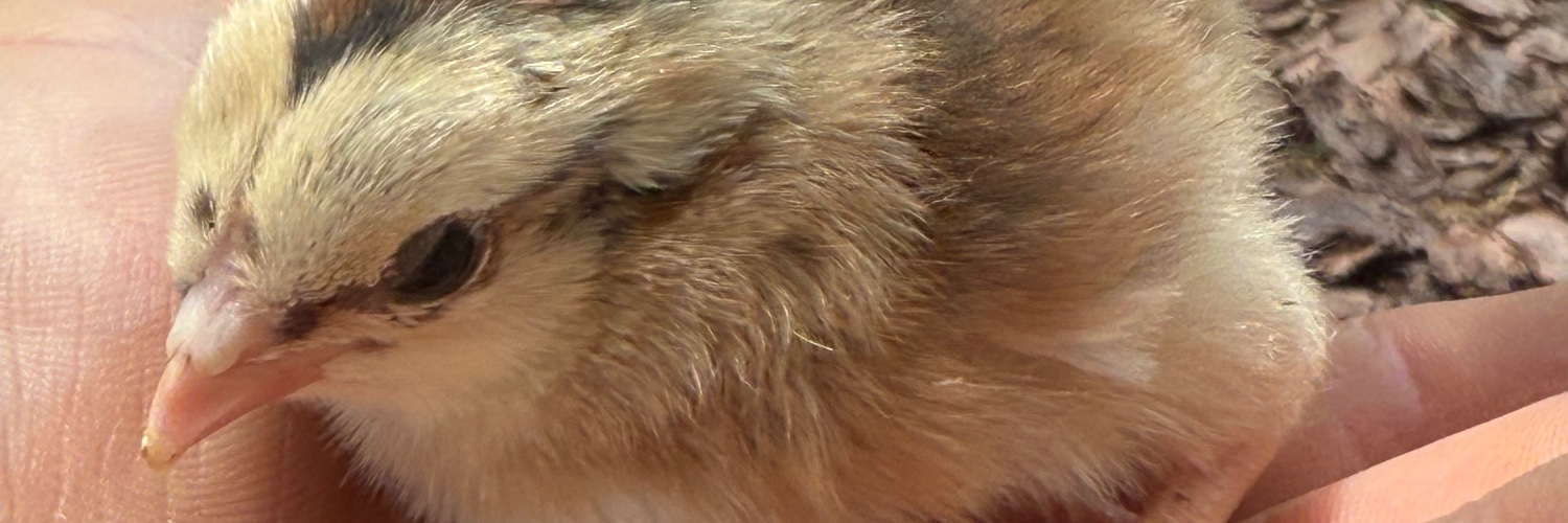 Florida Fren's banner