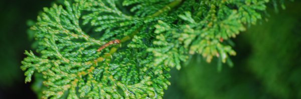 halehig Profile Banner