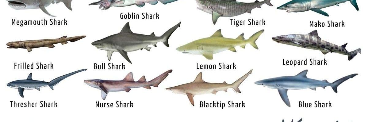 FinTheShark's profile banner image