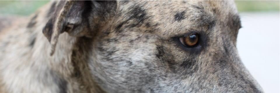 JudeRanch's profile banner image