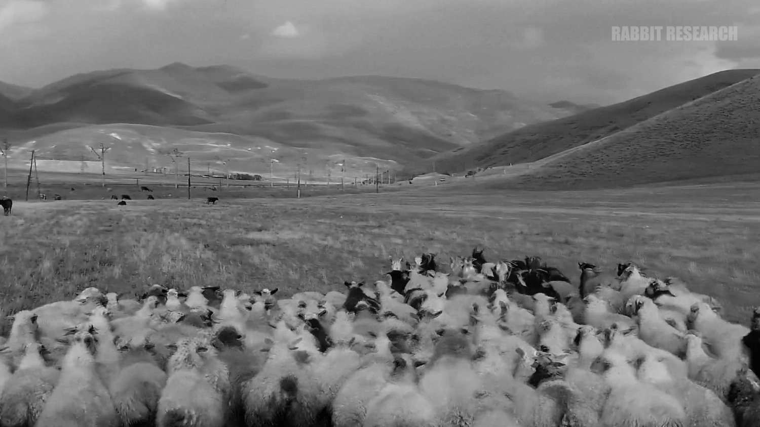 rabbit research banner