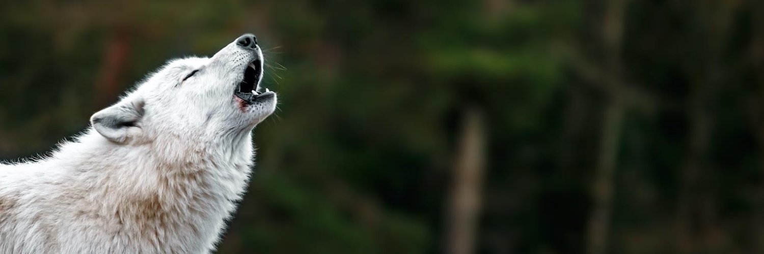 Free Outlaws 🇷🇺 banner