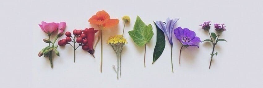 Buddha Wisdom banner