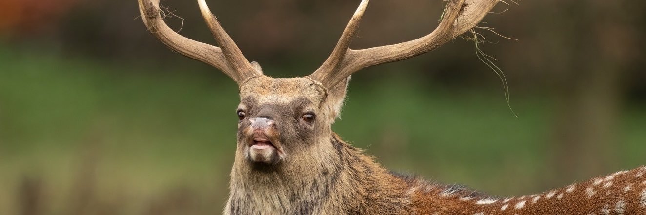 Willow 💖 AA AU Event banner