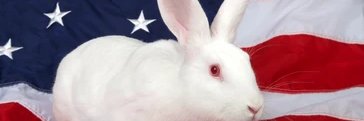 The 🐰🕳️'s banner