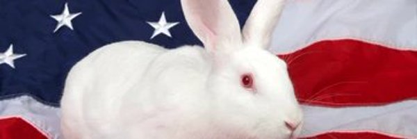 The 🐰🕳️ Profile Banner