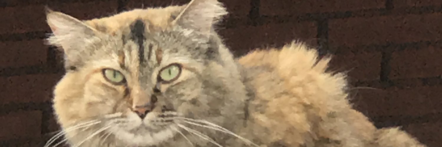 roseboneti's profile banner image