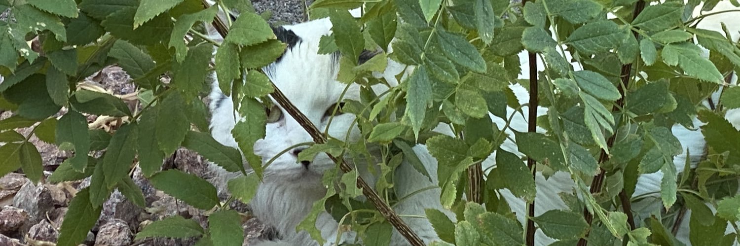 BadgerMaier's profile banner image