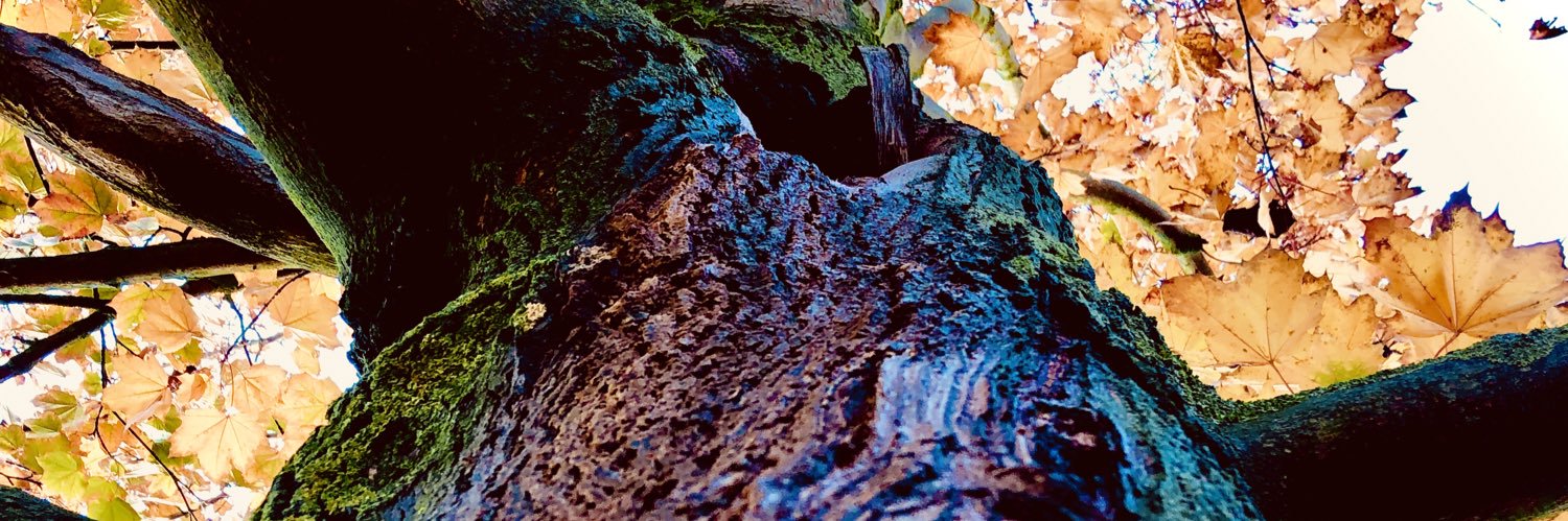ElfgardW's profile banner image