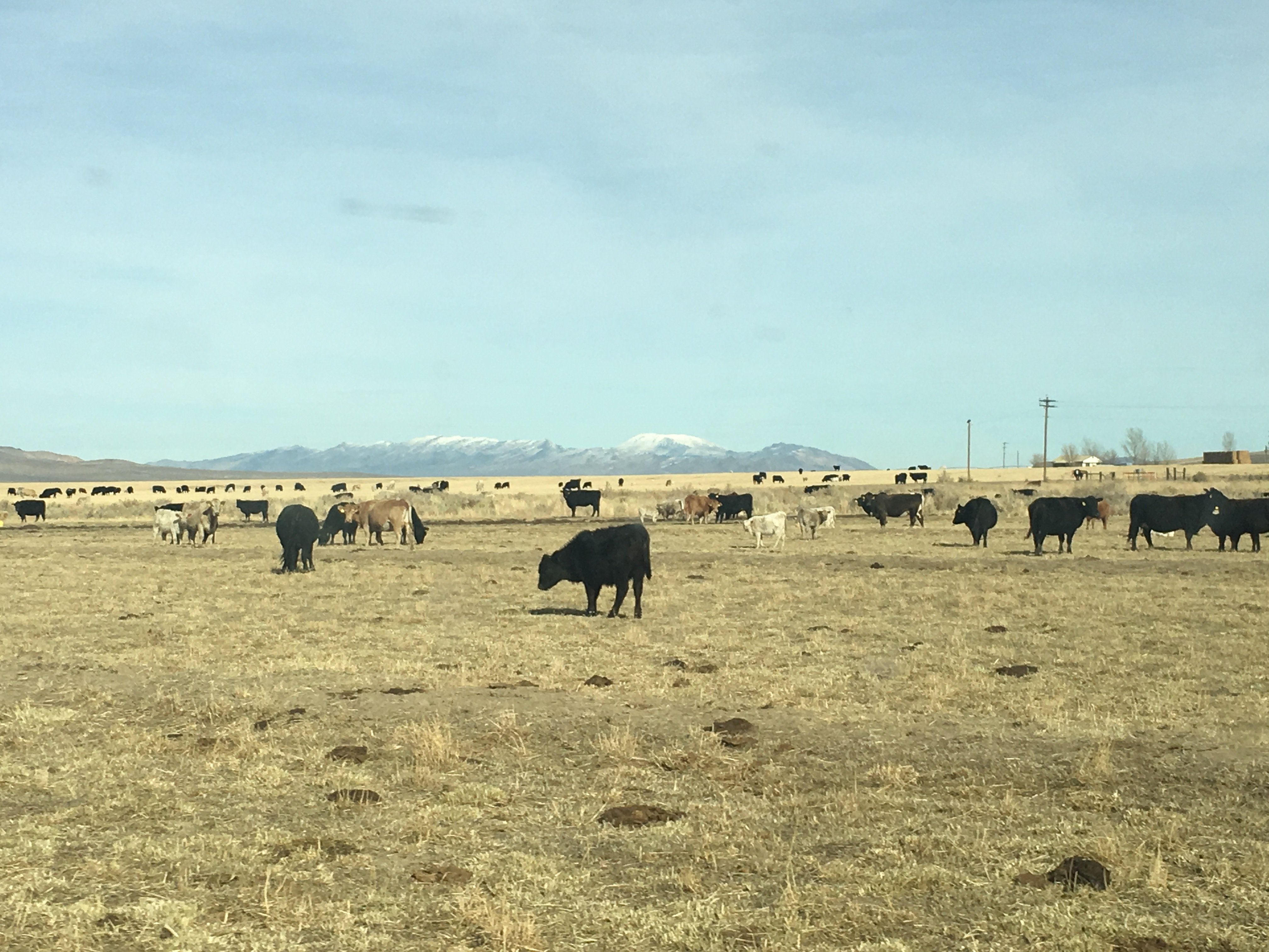 TraderCattle's profile banner image