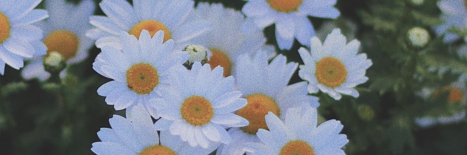 bpqdz's profile banner image