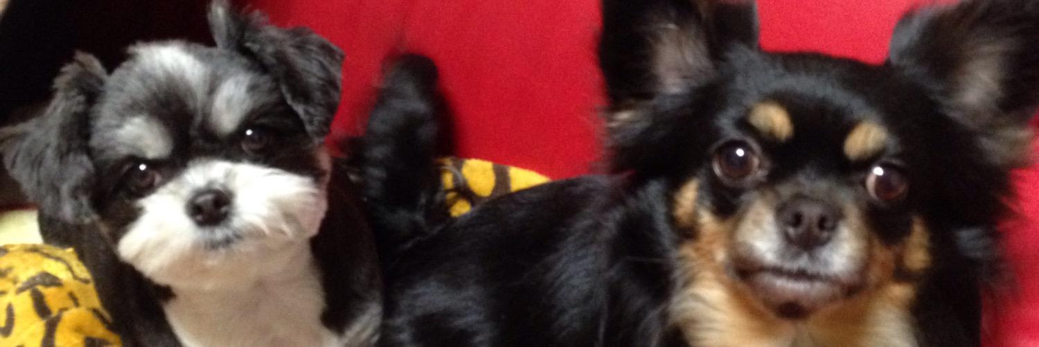 rose_dears's profile banner image