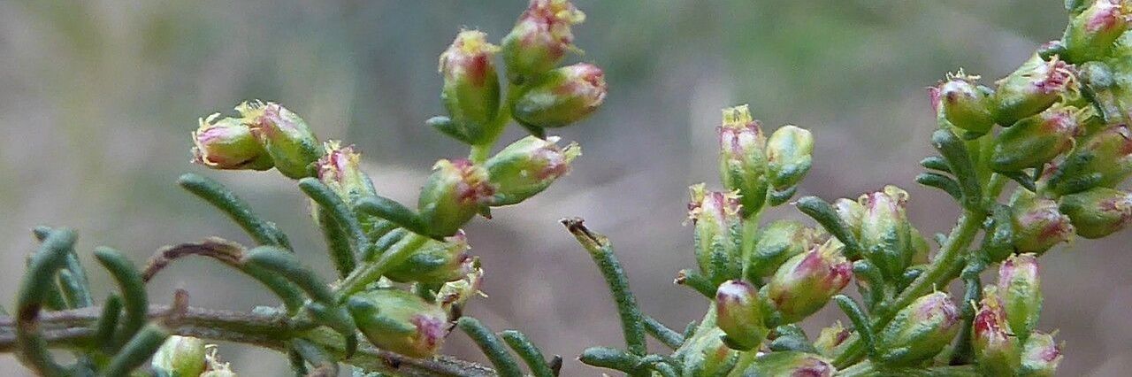 André Jos A.B. banner