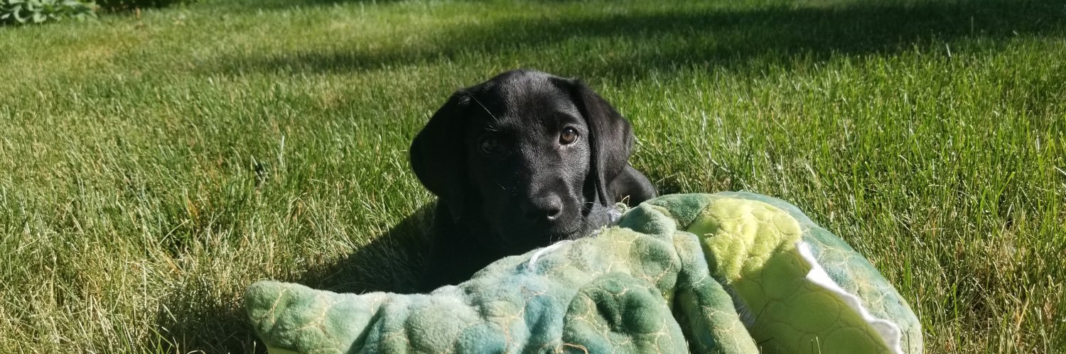 Lori Z Peterson banner