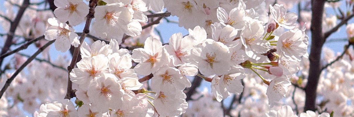 lightofcotton's profile banner image