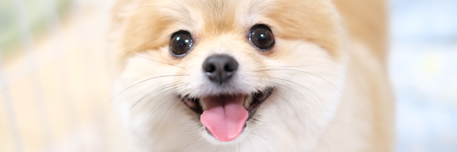 okuhodaka's profile banner image