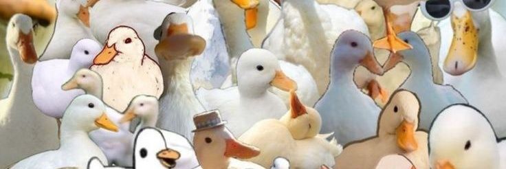 Arderatroya01's profile banner image