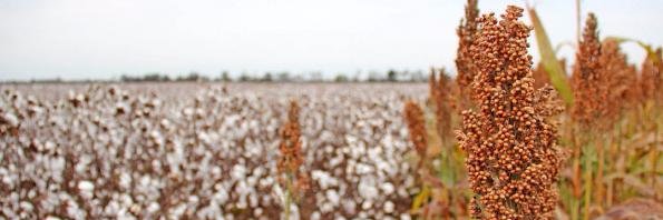 LACotton&Grain banner