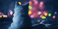 selmamustafa66's profile banner image