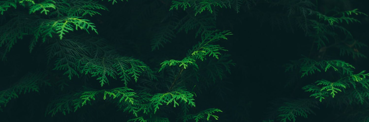 Fallon Daughtry banner