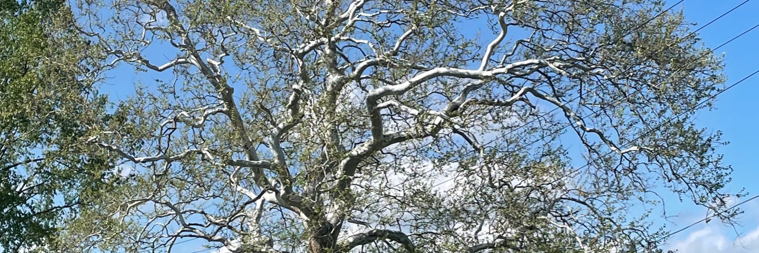 Fred, Cantaloupe 🪙 banner