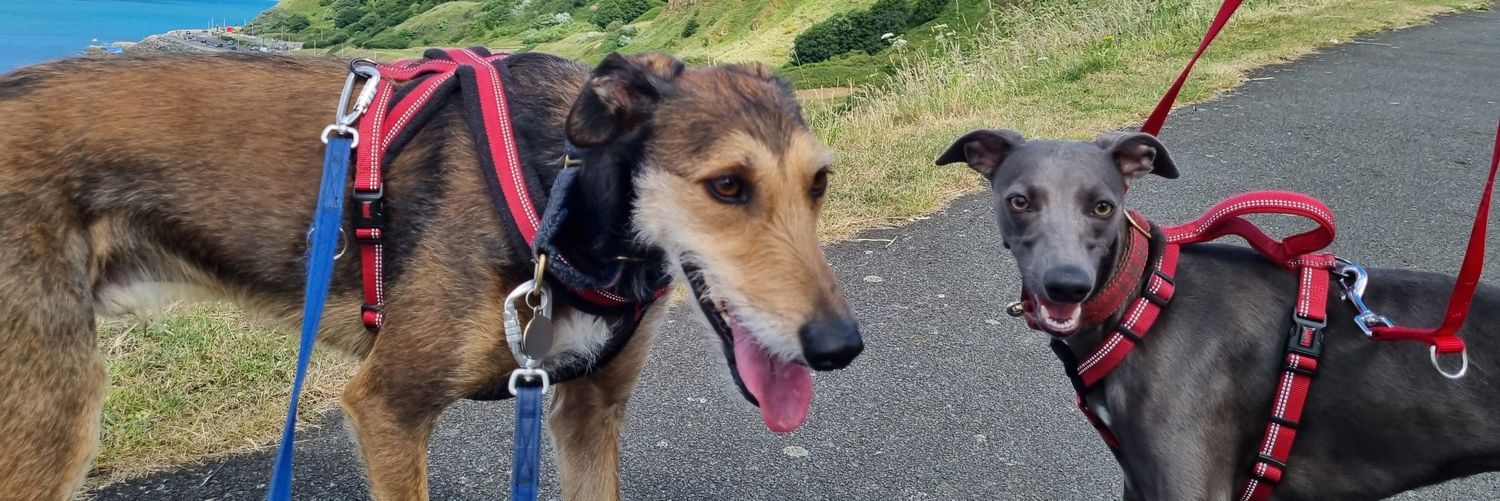 Robert Wright banner