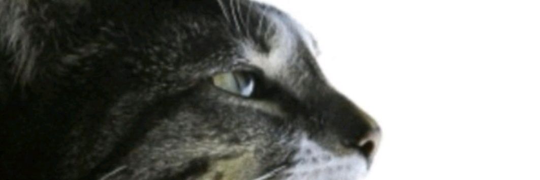 mikelloBrien's profile banner image
