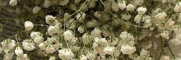 chya banner