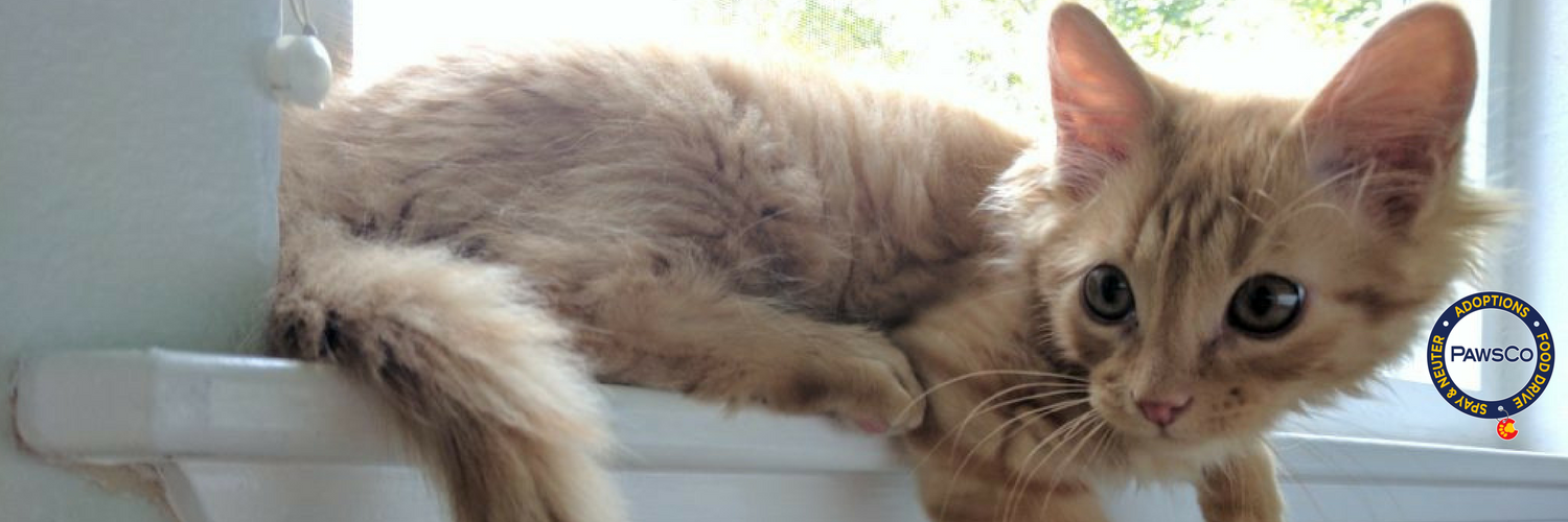 PawsCoTeam's profile banner image