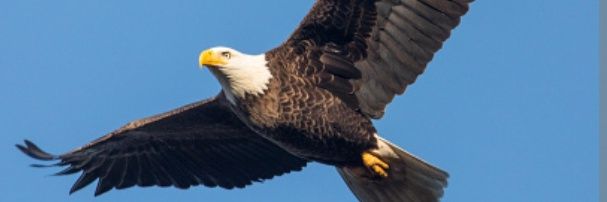OBewendmanegda's profile banner image