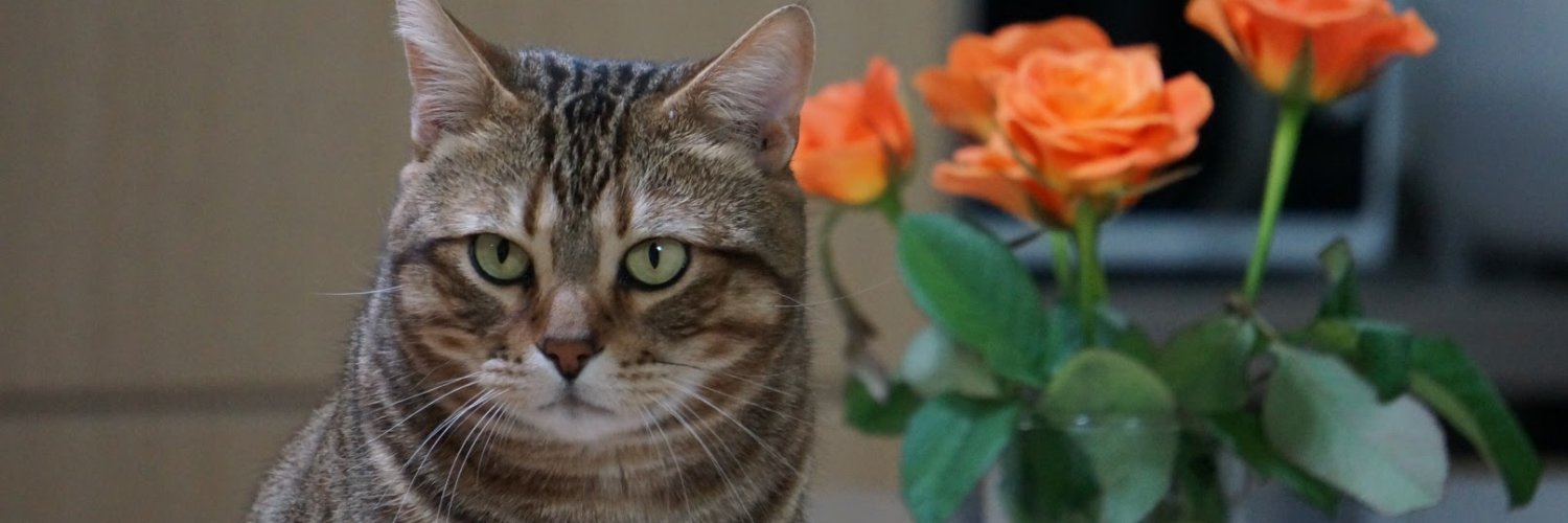 YUP_PD's profile banner image