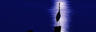 Jim Sgian banner