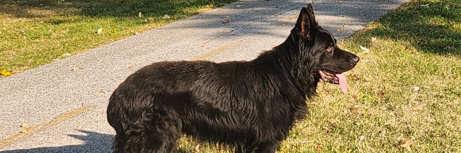 I voted for this! banner