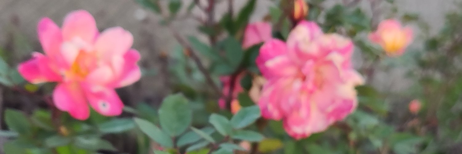 پنجه آفتاب🌞 banner