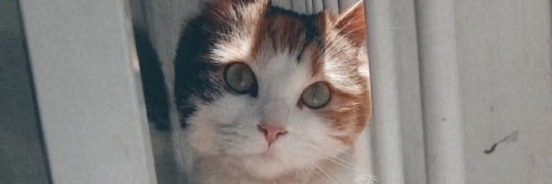CandeFaccas's profile banner image