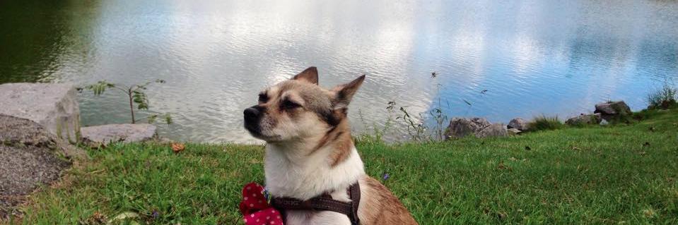 lindstothek's profile banner image