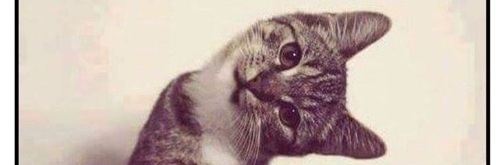 lilicernam's profile banner image