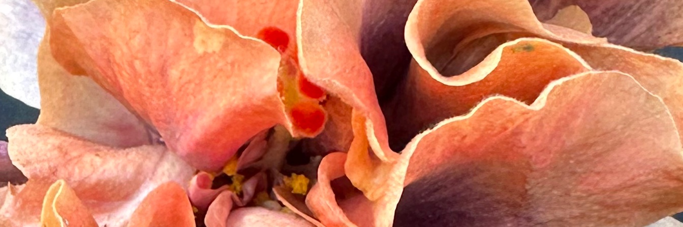 Mary Mau banner