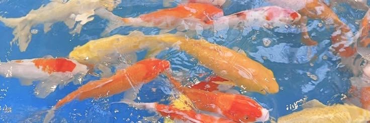 ASTER 🎲🦋 banner