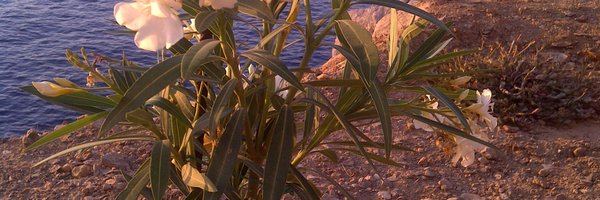 USCIBKennedy Profile Banner