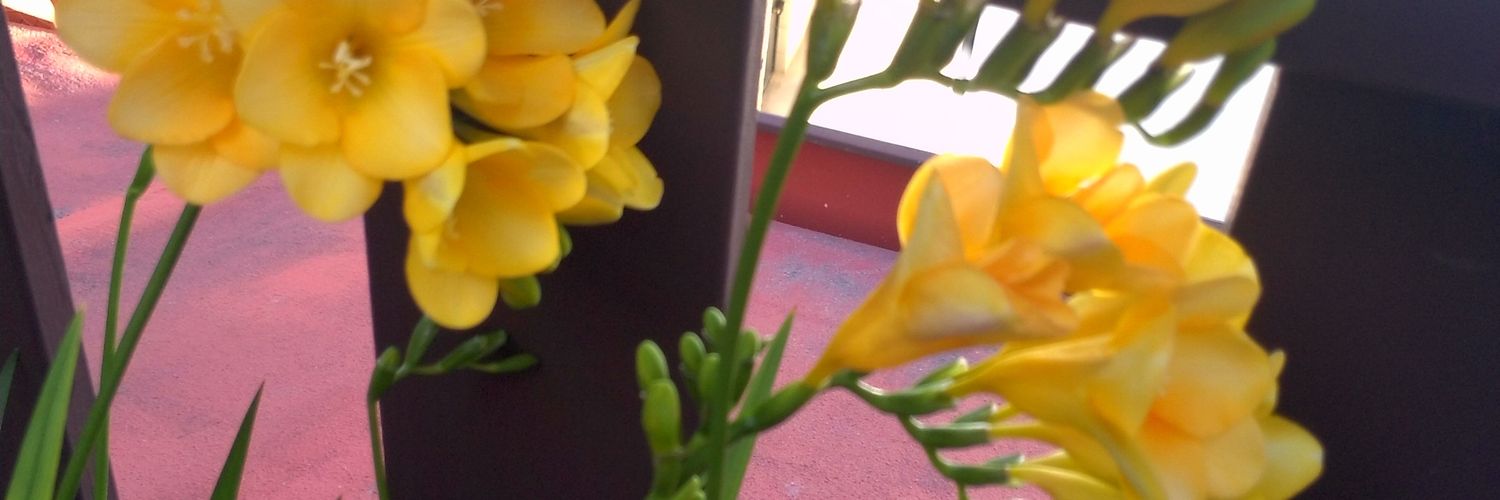 PolinAngela's profile banner image