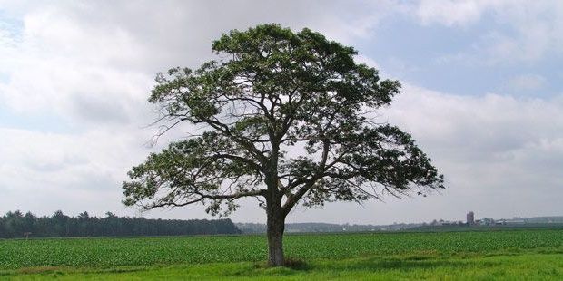 StaraceM's profile banner image