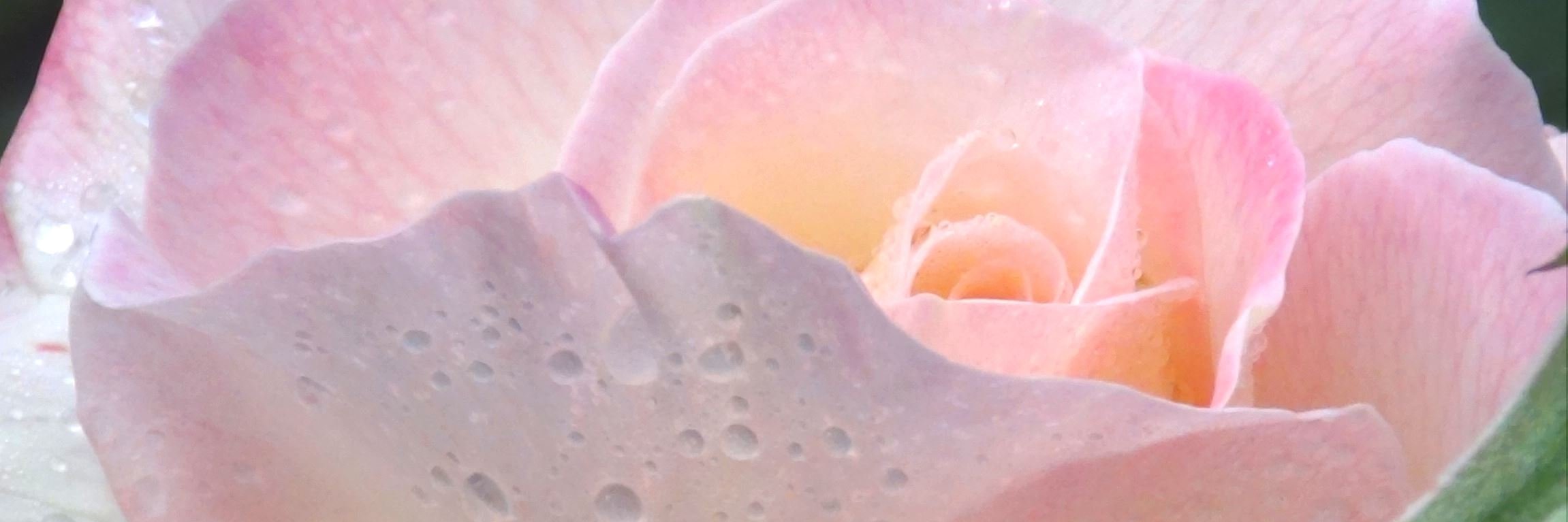 Baylan Megino banner