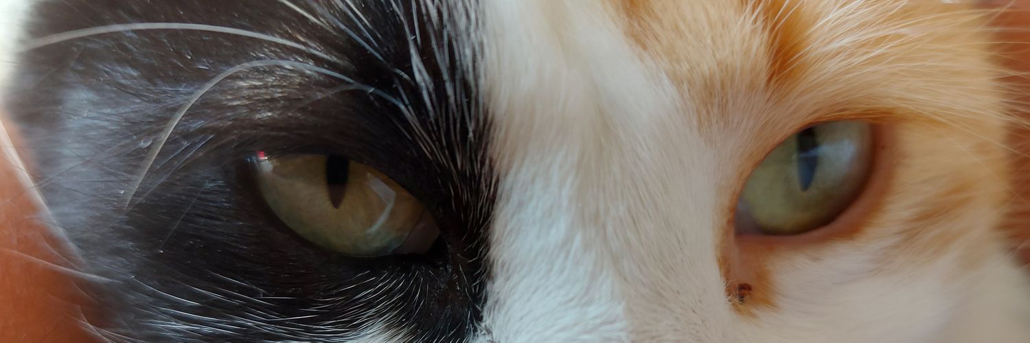 AniMonachesi's profile banner image
