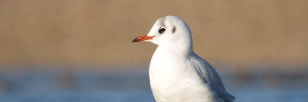 castlwhite Profile Banner