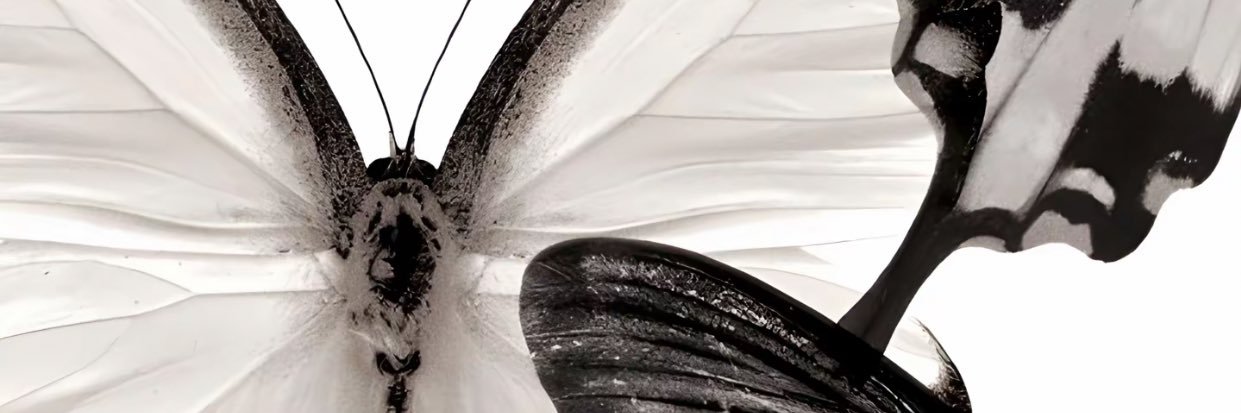 雾霭 banner