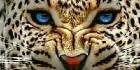 Diime_Pao's profile banner image