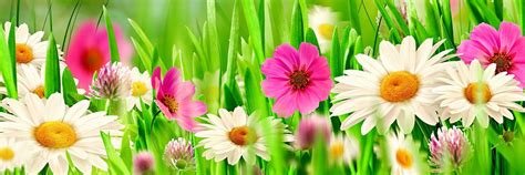 Merlin Falcon banner